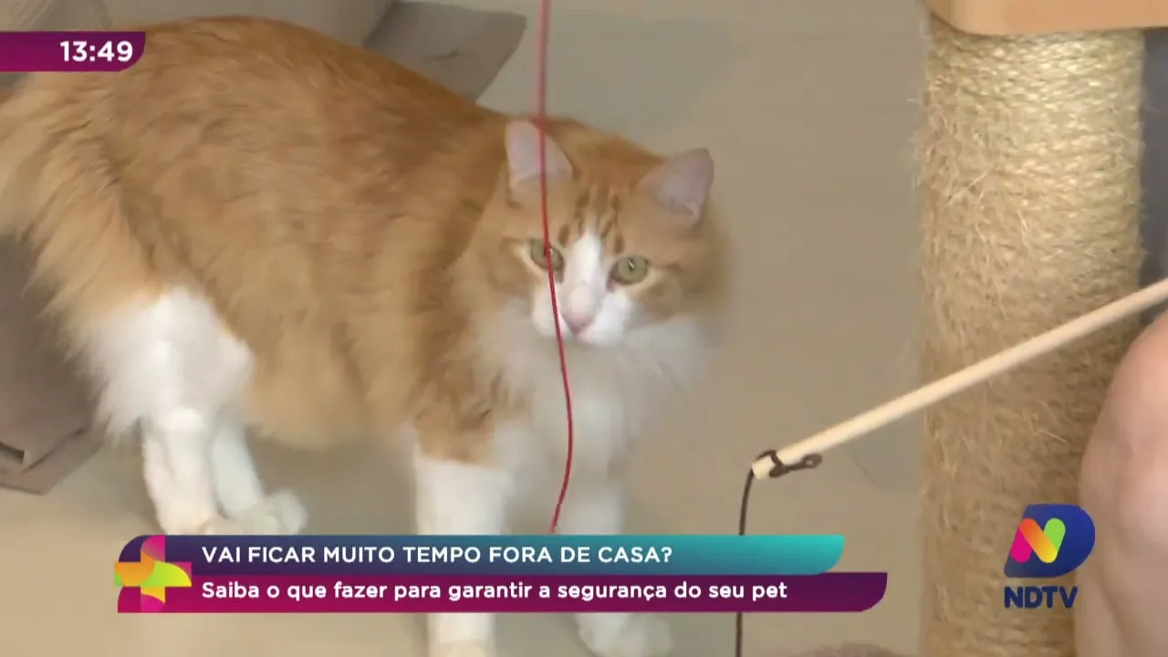 Saiba como garantir a segurança do seu pet ao ficar muito tempo fora de casa