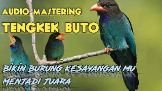 Download 🔴 TENGKEK BUTO GACOR, AUDIO MASTERAN BUAT BURUNG KONTES‼️❓ MP3