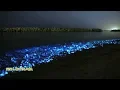 hewan laut ini bisa menyala seperti lampu, unik !