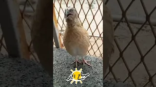 تغريد ذكر السمان  تغريد ذكر السمان