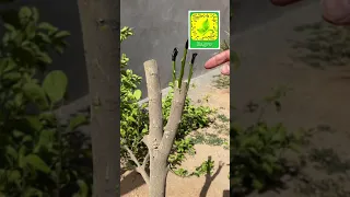 تطعيم يوسفي وبرتقال ابو صرة على شجرة واحدة   أصل نارنج   دندنها