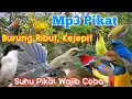 Download Lagu Suara Pikat Ribut, Kejepit Ampuh |cocok untuk semua jenis burung