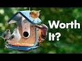 Bird Buddy Smart Bird Feeder Review - 6 Months Later