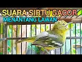 Download Lagu SUARA SIRTU GACOR VARIASI AMPUH UNTUK PIKAT PANCINGAN SIRTU AGAR BUNYI