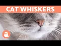 Why do CATS have WHISKERS - What are They For