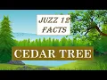 CEDAR TREE - 12 FACTS ON CEDAR TREE