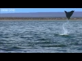 Pelicans and Flying Rays Narrated by David Tennant - Earthflight