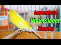 Download Lagu Legendary Waterslager Canary Singing For Training - وتر سلاجر