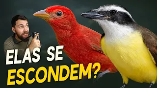 ONDE as AVES vão quando CHOVE FORTE? #OrnitólogoResponde