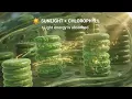 Photosynthesis AI Teaching