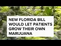 New Florida bill would let patients grow their own marijuana