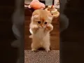 Download Lagu cute little kitten - baby cat #babycat #kitten #cat
