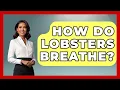 How Do Lobsters Breathe - The Marine Life Explorer