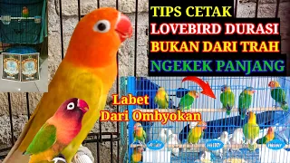 Download Cara Alami Menambah Durasi Ngekek Lovebird Dari Ombyokan, \u0026 Waktu Untuk Pemasteran❓ MP3