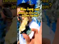 How long can SHROOMS be detected in your system