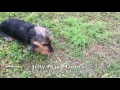1yo Mix Jelly Before and After - Small Dog Training Raleigh Durham