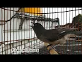 Download Lagu Murai Air Mancur manapun bakalan LANGSUNG NYAUT dengar Suara TEMBAKAN PEDAS dari Murai Air satu ini