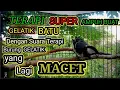 Download Lagu Terapi burung gelatik macet bunyi dengan suara super ini ampuh atasi burung macet bunyi