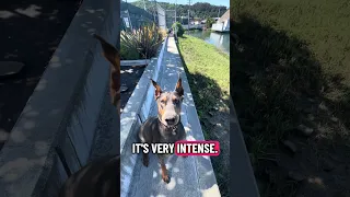 #fypシ #Fyp #Dream #doberman #pets