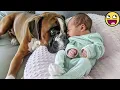 Download Lagu Hartverwarmende 30 minuten durende momenten tussen baby en hond als beste vrienden 🐶👶❤️