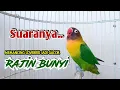 Lagu Lovebird Ngekek Panjang Mantab, Suaranya Cepat Memancing Lovebird apapun Jadi Gacor Rajin BUNYI