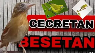 mp3 pikat burung pinggiran kombinasi jenggot mini vs plci ngetir