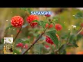 Download Lagu SAYANGKU KOES PLUS - SENYUM HARAPAN GOLDEN WING
