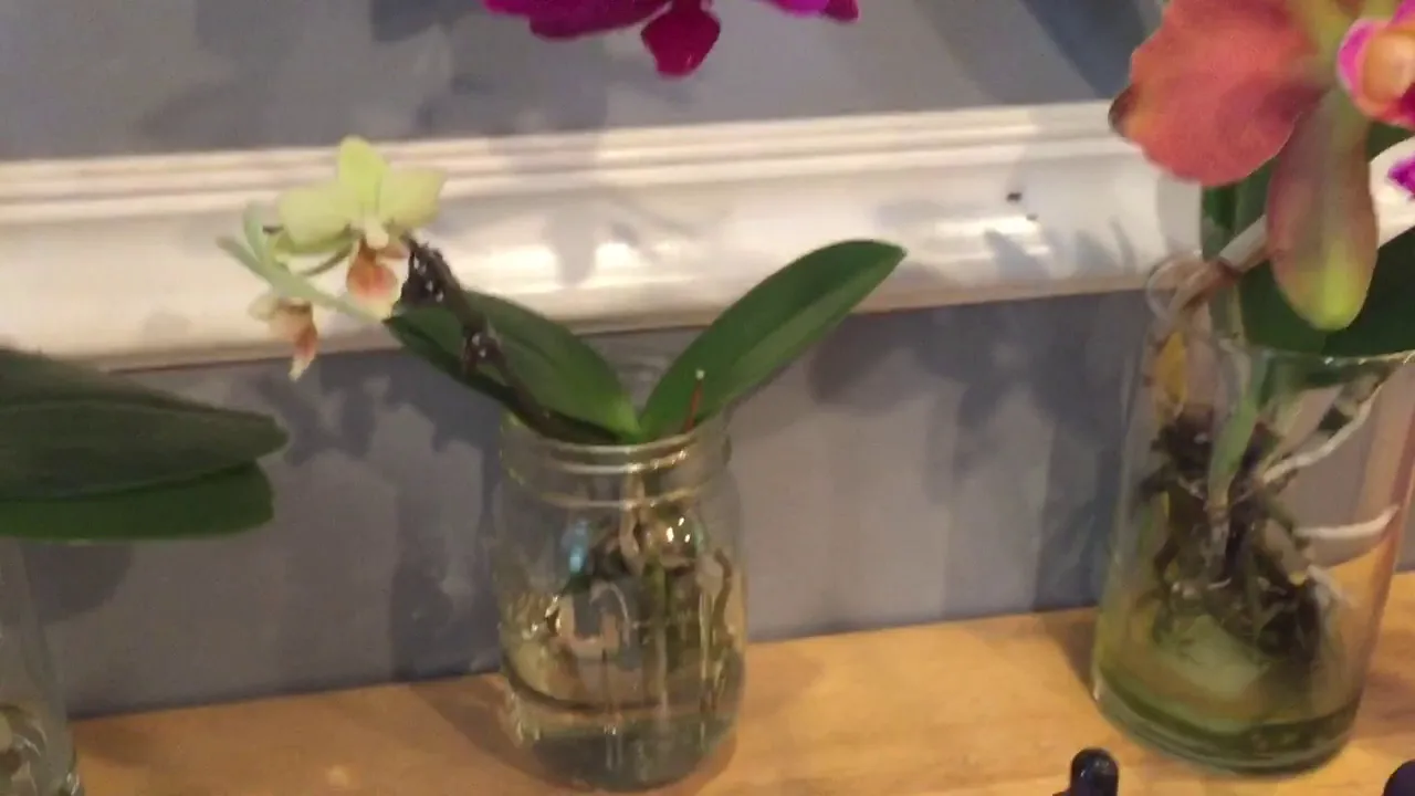 FERTILIZING ORCHIDS