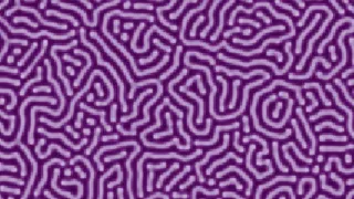 Diffusion-Reaction Patterns - Step-by-Step with Python