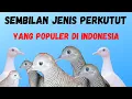 Download Lagu 9 jenis burung perkutut populer di indonesia |9 types of turtledoves, which are popular in Indonesia