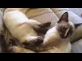of adoptable pet named Raya