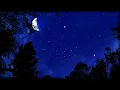 Cricket Conversations 10 Hours of Crickets Binaural Nighttime Ambience Nature Sleep Sounds