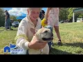 A day in the park with dogs
