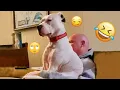 Download Lagu I dare you not to LAUGH at these FUNNY DOGS 😁🦮 - Best Funny Animals Videos 2025 #86