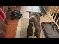 Cane Corso Pitbull mix Talking - Whining Give me a piece of his mind