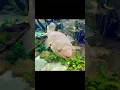 Download Lagu Dragon fish at the Georgia aquarium|Atlanta city#shorts#ytshorts#Aquarium#sea life..