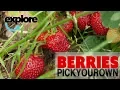Roehrborn s Berry Patch