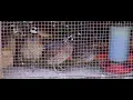 Raising Bobwhite Quail