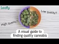 How to find high quality cannabis