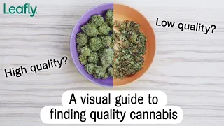 How to find high quality cannabis