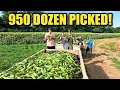 Download Lagu Harvesting 950 Dozen Sweet Corn for a HUGE Farmers Market Weekend!