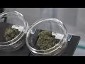 Medical marijuana comes to Springfield