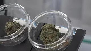 Medical marijuana comes to Springfield
