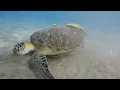 Download Lagu Snorkeling Abu Dabbab Marsa Alam (Malikia resort \u0026 Hilton Nubian homereef)