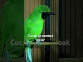 Download Lagu MASTERAN MURAI BATU COCOK 1000% DENGAN TEMBAKAN CUCAK IJO INI YANG KASAR