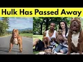 When Did Hulk the Pitbull Die The Truth About His Final Day