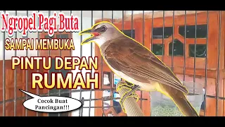 Download SUARA BURUNG TRUCUKAN NGROPEL // PAGI BUTA // COCOK BUAT PANCINGAN TRUCUKAN BAHAN MP3