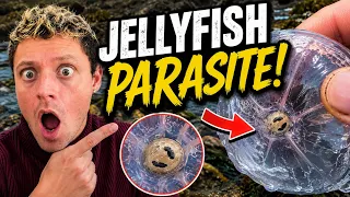 Jellyfish Has A HUGE Alien Parasite! 😱 