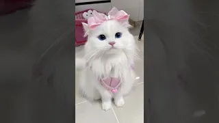 بابا   عمرو دياب     دندنها