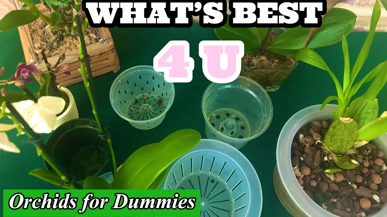 BEST POTS FOR ORCHIDS